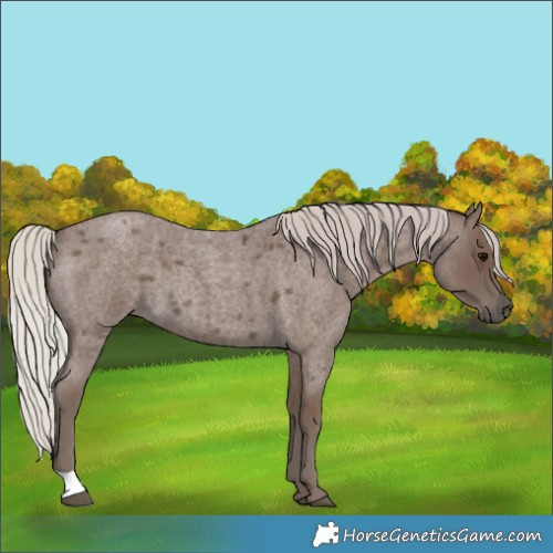 Horse Color:Silver Blue Roan 