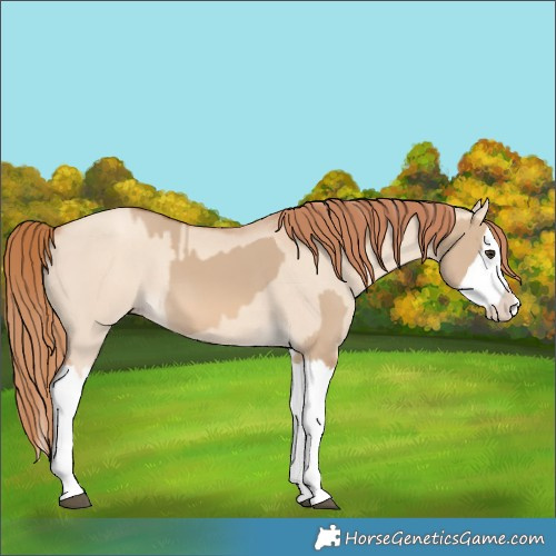 Horse Color:Red Dun Splash  and Gold Champagne Dun Splash 