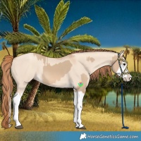 Horse Color:Red Dun Splash and Gold Champagne Dun Splash