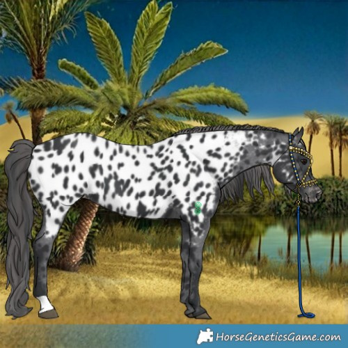 Horse Color:Black Near Leopard