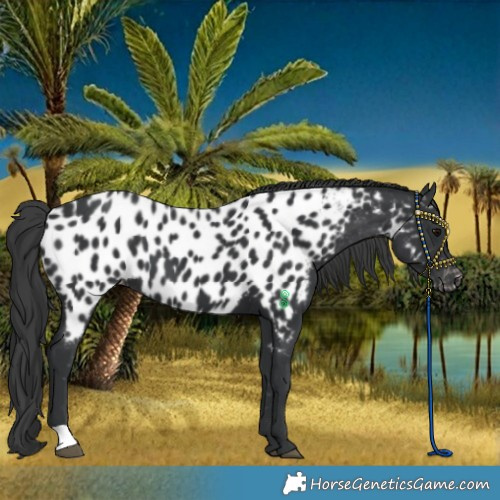 Horse Color:Black Near Leopard 