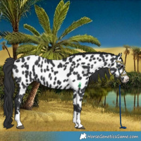 Horse Color:Black Near Leopard 