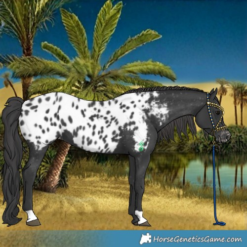 Horse Color:Black Near Leopard