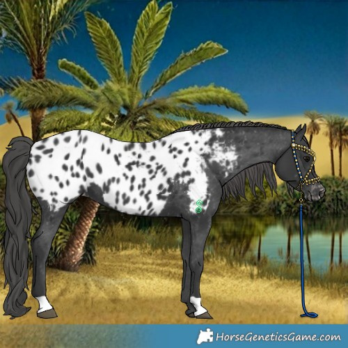 Horse Color:Black Appaloosa 