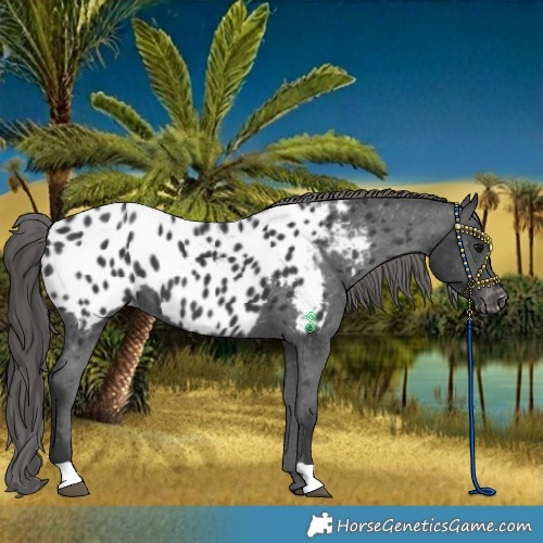 Horse Color:Black Near Leopard 