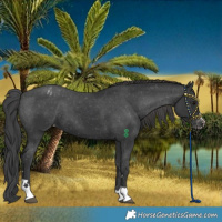 Horse Color:Black Varnish 