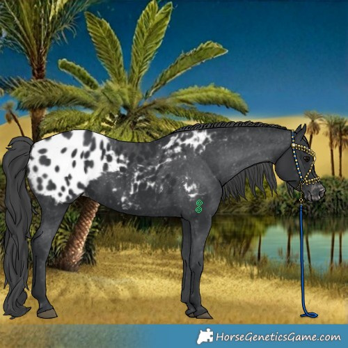 Horse Color:Black Appaloosa 