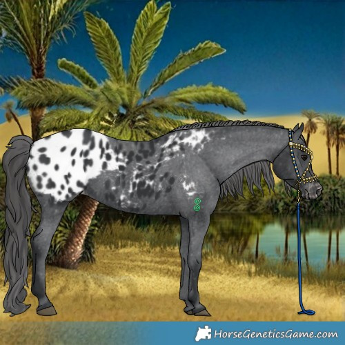 Horse Color:Black Appaloosa