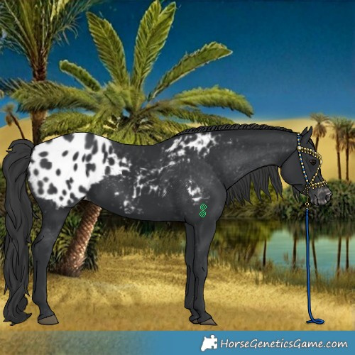 Horse Color:Black Blanket 