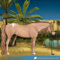 Horse Color:Gold Champagne Varnish