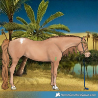 Horse Color:Gold Champagne Appaloosa