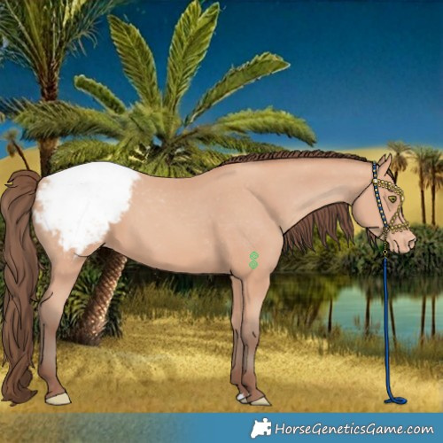 Horse Color:Amber Champagne Snowcap