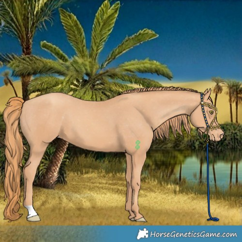 Horse Color:Gold Champagne Appaloosa