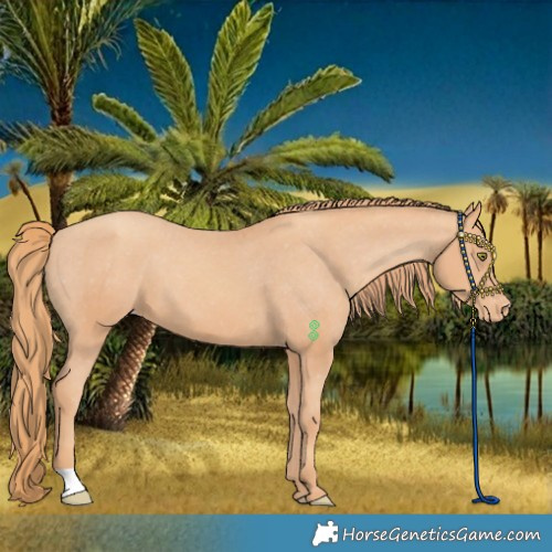 Horse Color:Gold Champagne Varnish 