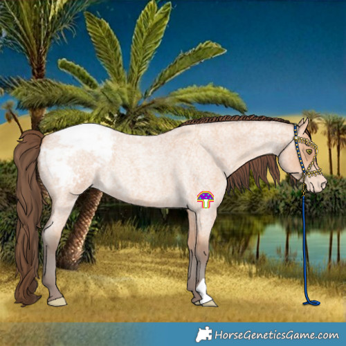 Horse Color:Amber Champagne Roan Appaloosa