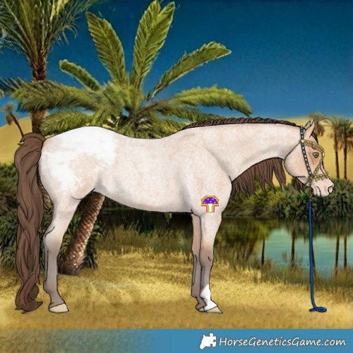 Horse Color:Amber Champagne Roan Snowcap