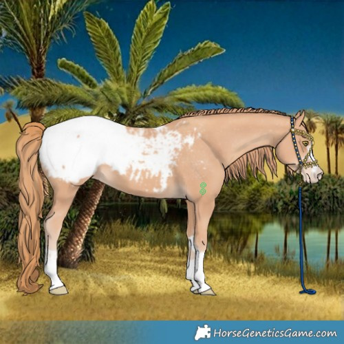 Horse Color:Gold Champagne Appaloosa 