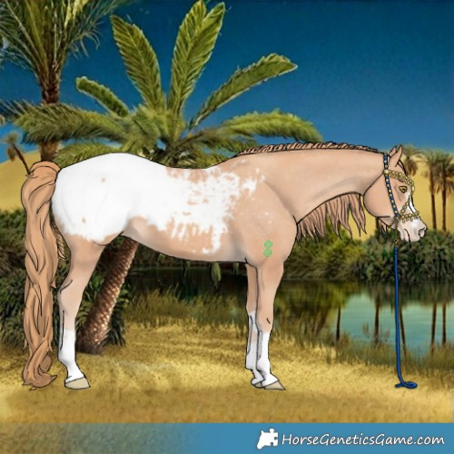 Horse Color:Gold Champagne Snowcap 