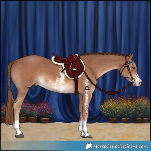 Horse Color:Chestnut Sabino 