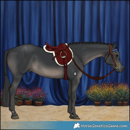 Horse Color:Black 
