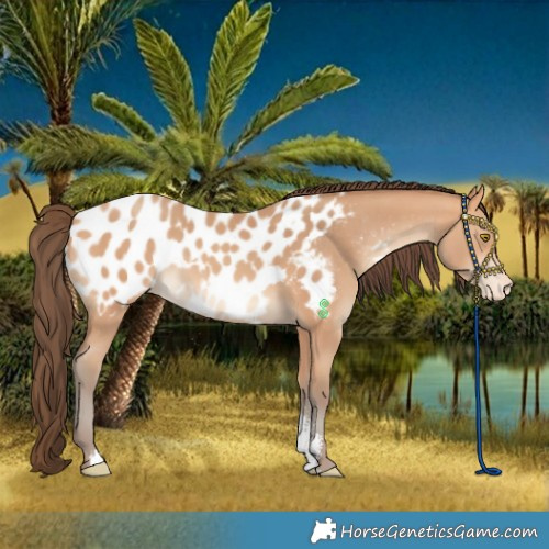 Horse Color:Amber Champagne Sabino Blanket