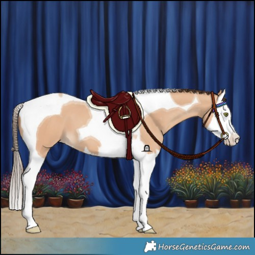 Horse Color:Amber Champagne Splash Tobiano Appaloosa