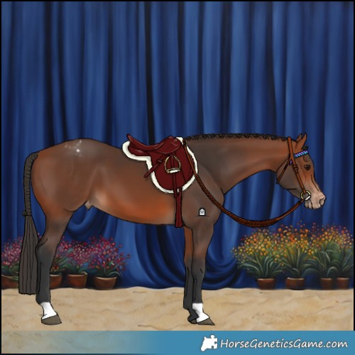 Horse Color:Bay Varnish 