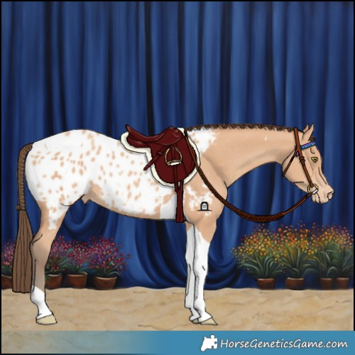 Horse Color:Amber Champagne Tobiano Appaloosa 