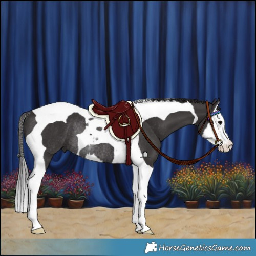 Horse Color:Smoky Black Splash Tobiano Rabicano 