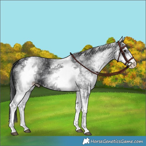 Horse Color:White Spotted Black 