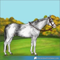 Horse Color:White Spotted Black