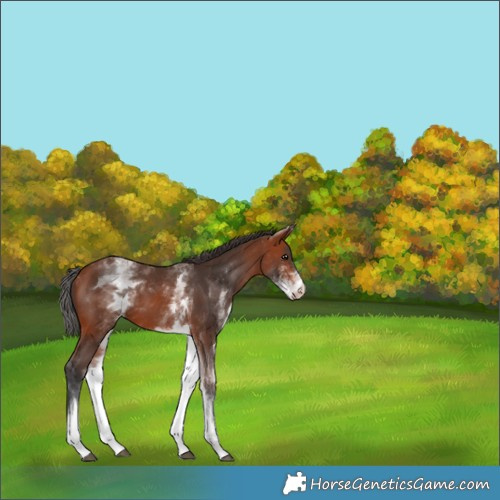 Horse Color:White Spotted Bay