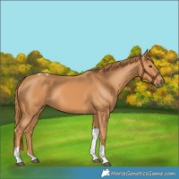 Horse Color:Chestnut Tobiano