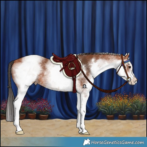Horse Color:White Spotted Bay