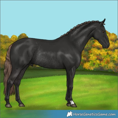 Horse Color:Liver Chestnut Rabicano