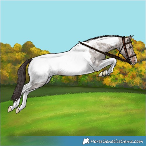 Horse Color:Brown Ice Roan Dun Tobiano Appaloosa Rabicano