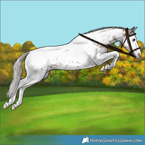 Horse Color:Silver Grullo Splash Tobiano Appaloosa