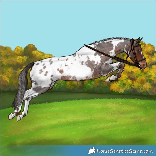 Horse Color:White Spotted Liver Red Roan Appaloosa 