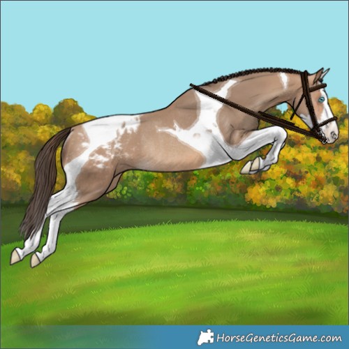 Horse Color:Amber Champagne Splash Tobiano Appaloosa Rabicano 