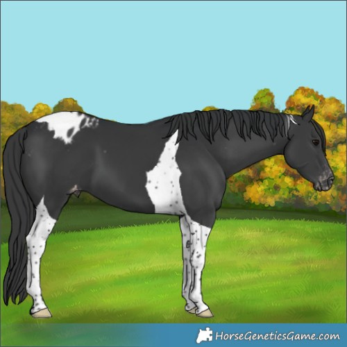 Horse Color:Black Tobiano Appaloosa 