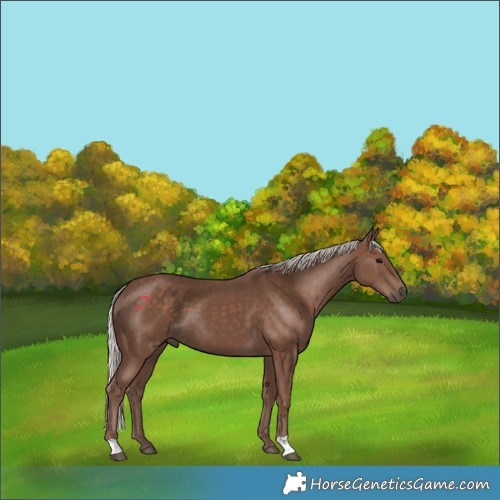 Horse Color:Silver Black