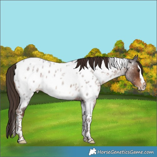 Horse Color:Liver Red Roan Splash Tobiano Near Leopard Rabicano 