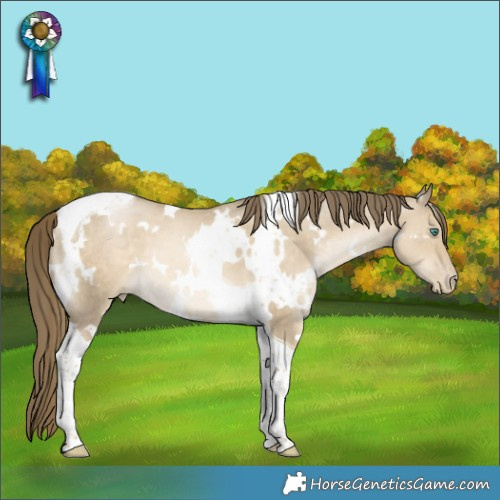 Horse Color:White Spotted Smoky Grullo Pearl Tobiano 