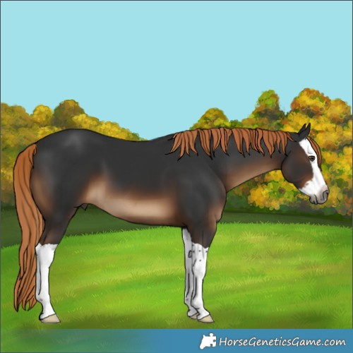 Horse Color:Unknown 
