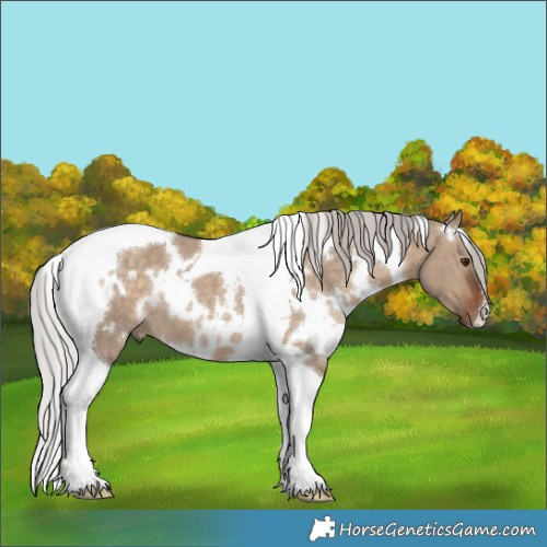 Horse Color:White Spotted Silver Brown Dun Tobiano 