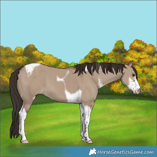 Horse Color:Liver Red Dun Sabino Tobiano 