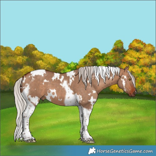 Horse Color:White Spotted Silver Bay Dun Tobiano