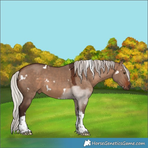 Horse Color:White Spotted Silver Brown Dun