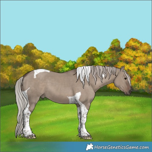 Horse Color:Silver Grullo Tobiano