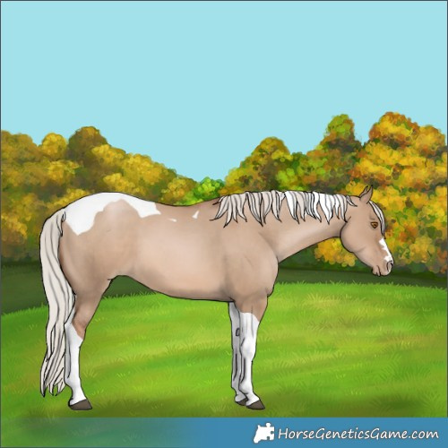 Horse Color:Silver Grullo Pearl Tobiano